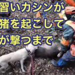 猟犬見習いカシンが単独でイノシシを起こして鉄砲隊が一撃で仕留めるまで