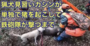 猟犬見習いカシンが単独でイノシシを起こして鉄砲隊が一撃で仕留めるまで