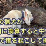 1才の誕生日に単独でイノシシを起こして、猟師に鉄砲で撃たせる猟芸を披露する猟犬