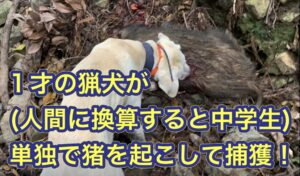 1才の誕生日に単独でイノシシを起こして、猟師に鉄砲で撃たせる猟芸を披露する猟犬
