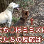 僕の足よりも大きい巨大ち○ぽミミズに気づいたカシンの反応は…?