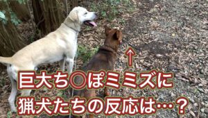 僕の足よりも大きい巨大ち○ぽミミズに気づいたカシンの反応は…？