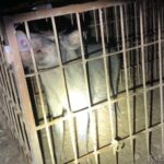 カズレーザー　各地のイノシシ被害に「お米ににおいが付くって知らなかった。収穫できなく」