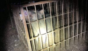 カズレーザー　各地のイノシシ被害に「お米ににおいが付くって知らなかった。収穫できなく」