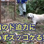 【箱罠3連発】イノシシにケガをさせられた狩猟犬の訓練、リハビリの仕方。