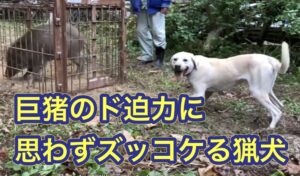 【箱罠3連発】イノシシにケガをさせられた狩猟犬の訓練、リハビリの仕方。