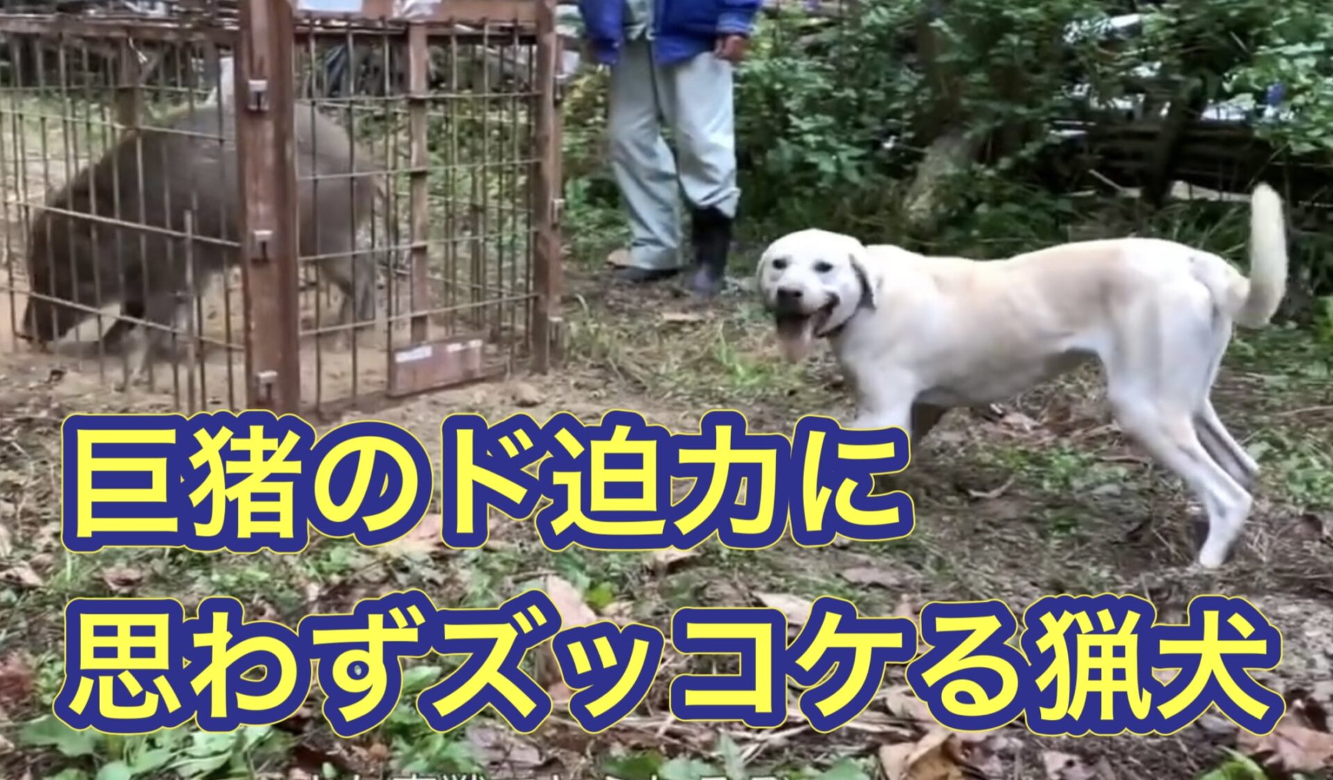 【箱罠３連発】イノシシにケガをさせられた狩猟犬の訓練、リハビリの仕方。