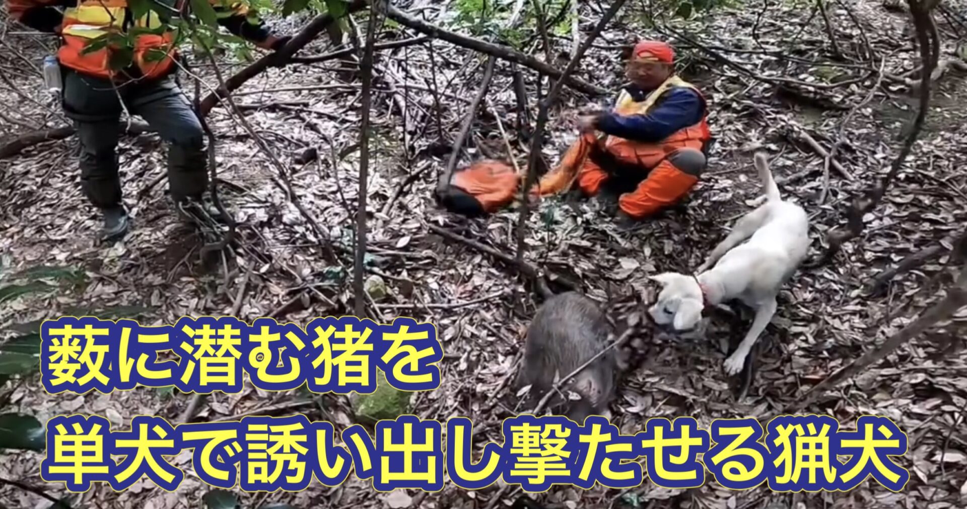 猟師と猟師の間の藪に隠れていたイノシシを猟犬が見つけ出し、獲らせた猟犬カシン
