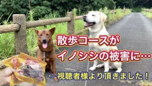 【シーズン到来】とうとう我が家の裏山にもヤツらがやって来ました。