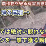 地域住民と農作物を守る有害鳥獣駆除で、イノシシを一撃で捕獲する衝撃的な射撃シーン