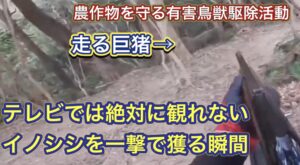 地域住民と農作物を守る有害鳥獣駆除で、イノシシを一撃で捕獲する衝撃的な射撃シーン