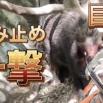 【閲覧注意】猟犬カシンが巨イノシシを完璧に咬み止めしているところを散弾銃で一撃！