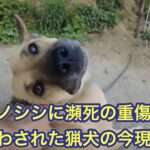 凶暴なイノシシに瀕死の重傷を負わされた猟犬ルル、ネネの今現在の様子