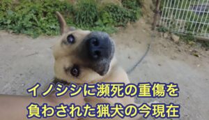 凶暴なイノシシに瀕死の重傷を負わされた猟犬ルル、ネネの今現在の様子