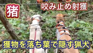獲った獲物を誰にも盗られまいと、必死にイノシシを隠す猟犬カシン