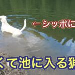 あまりの暑さにイノシシのことは忘れて、ため池にシレッと入る猟犬