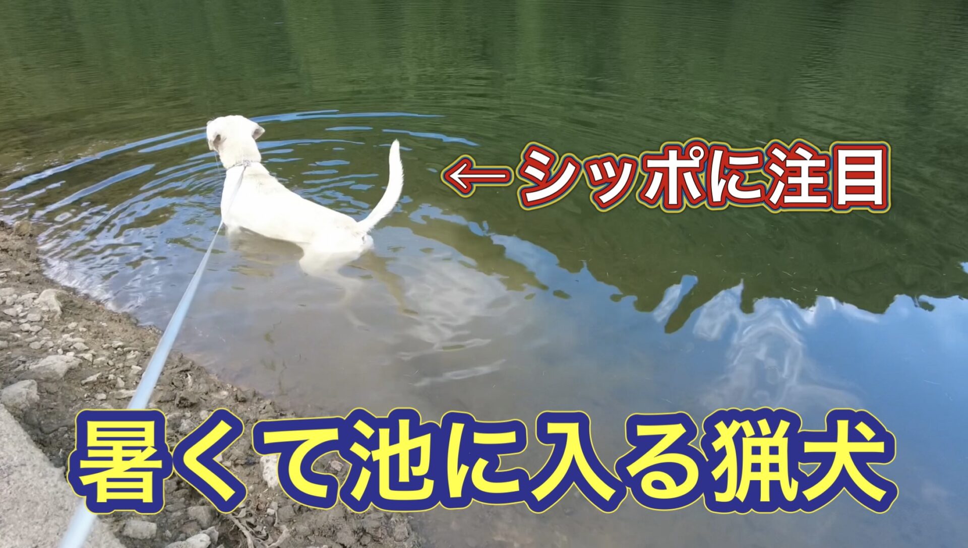 あまりの暑さにイノシシのことは忘れて、ため池にシレッと入る猟犬