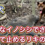 【鳴き止めの猟芸】くくり罠にかかったイノシシに猟犬見習いリキをあてた結果…