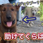【顔面崩壊】マムシ?スズメバチ?別犬かと思うくらい顔が尋常じゃない腫れ方をした猟犬見習いリキ