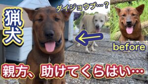 【顔面崩壊】マムシ？スズメバチ？別犬かと思うくらい顔が尋常じゃない腫れ方をした猟犬見習いリキ