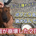 【顔面崩壊犬】リキの顔面がマムシ?スズメバチ?にやられた2日後〜3日目。