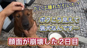 【顔面崩壊犬】リキの顔面がマムシ？スズメバチ？にやられた2日後〜3日目。