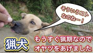 大切な仲間の猟犬ルル、ネネ、リリにオヤツをあげてご機嫌伺いしてきました。