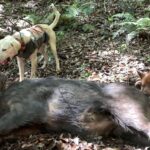 「目からウロコの猟犬の育て方」を見れば猟犬の飼育の仕方が分かる!