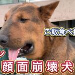 【顔面崩壊犬】顔が腫れ上がった猟犬見習いリキの食事風景