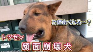 【顔面崩壊犬】顔が腫れ上がった猟犬見習いリキの食事風景