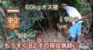 【住民が悲鳴】庭を荒らすイノシシを餌で誘引して山の中にくくり罠を仕掛け、猟銃で一撃!