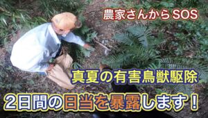 暑さで猟犬たちが使えない中、くくり罠でイノシシの捕獲に臨んだ結果…。