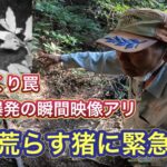 畑を荒らすイノシシを捕獲すべく、罠を設置。罠にかかったイノシシがとった行動とは？