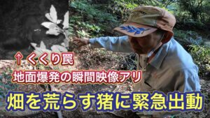 畑を荒らすイノシシを捕獲すべく、罠を設置。罠にかかったイノシシがとった行動とは？