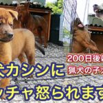 200日後に活躍する猟犬の子犬の2日目。猟犬カシンの厳しい対応に思わず悲鳴。