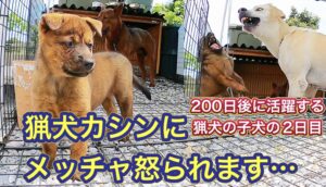 200日後に活躍する猟犬の子犬の2日目。猟犬カシンの厳しい対応に思わず悲鳴。