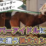 猟犬の子犬が来て3日目。2日目のブチギレたカシンはどこに行ったのでしょうか?