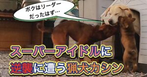 猟犬の子犬が来て3日目。2日目のブチギレたカシンはどこに行ったのでしょうか？