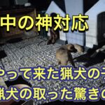 真夜中に突如やってきた猟犬の子犬に、カシンとリキが取った神対応。