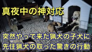 真夜中に突如やってきた猟犬の子犬に、カシンとリキが取った神対応。