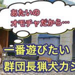 200日後に立派な猟犬となるアスカと、猟犬カシン、猟犬見習いリキ