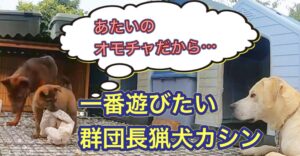200日後に立派な猟犬となるアスカと、猟犬カシン、猟犬見習いリキ