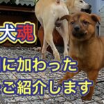 【大切なお知らせ】猟犬の子犬が我が家にやって来ました!イノシシ駆除の秘密兵器。