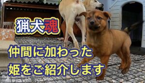 【大切なお知らせ】猟犬の子犬が我が家にやって来ました！イノシシ駆除の秘密兵器。