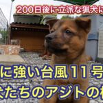 台風11号が接近中のアジトの様子。初めての台風経験のアスカはというと…。