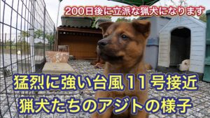 台風11号が接近中のアジトの様子。初めての台風経験のアスカはというと…。