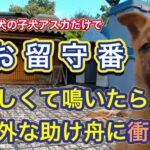 カシンとリキを散歩中、アジトで待つアスカが寂しくて鳴いた結果…