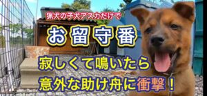 カシンとリキを散歩中、アジトで待つアスカが寂しくて鳴いた結果…