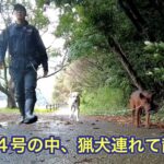 台風14号の影響で風雨が強い中、猟犬カシン、リキと散歩に行きました。