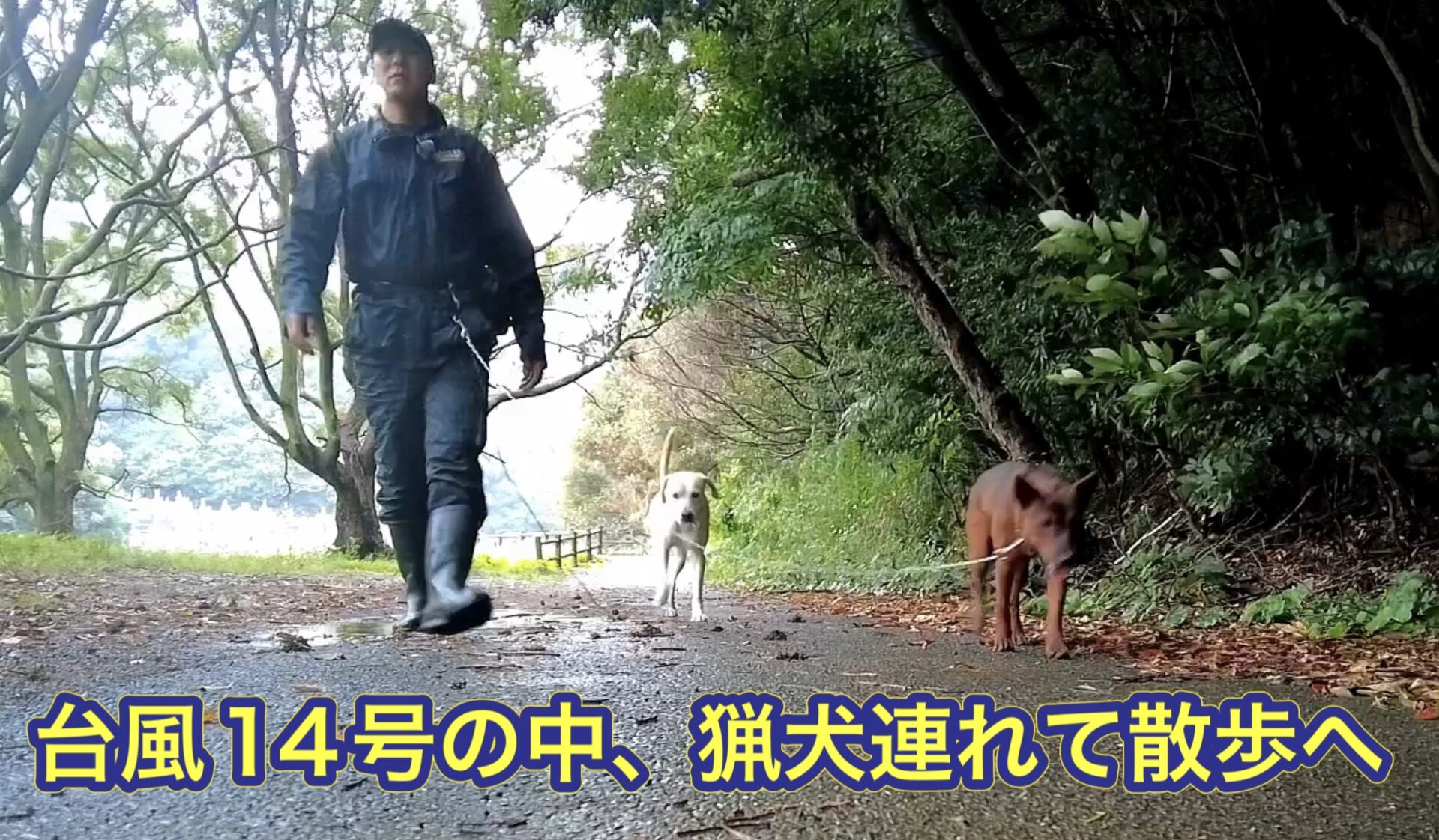 台風14号の影響で風雨が強い中、猟犬カシン、リキと散歩に行きました。